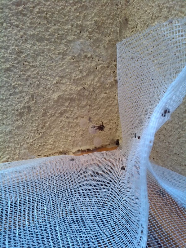 Steatoda triangulosa + ovisacchi - Galliera (BO)